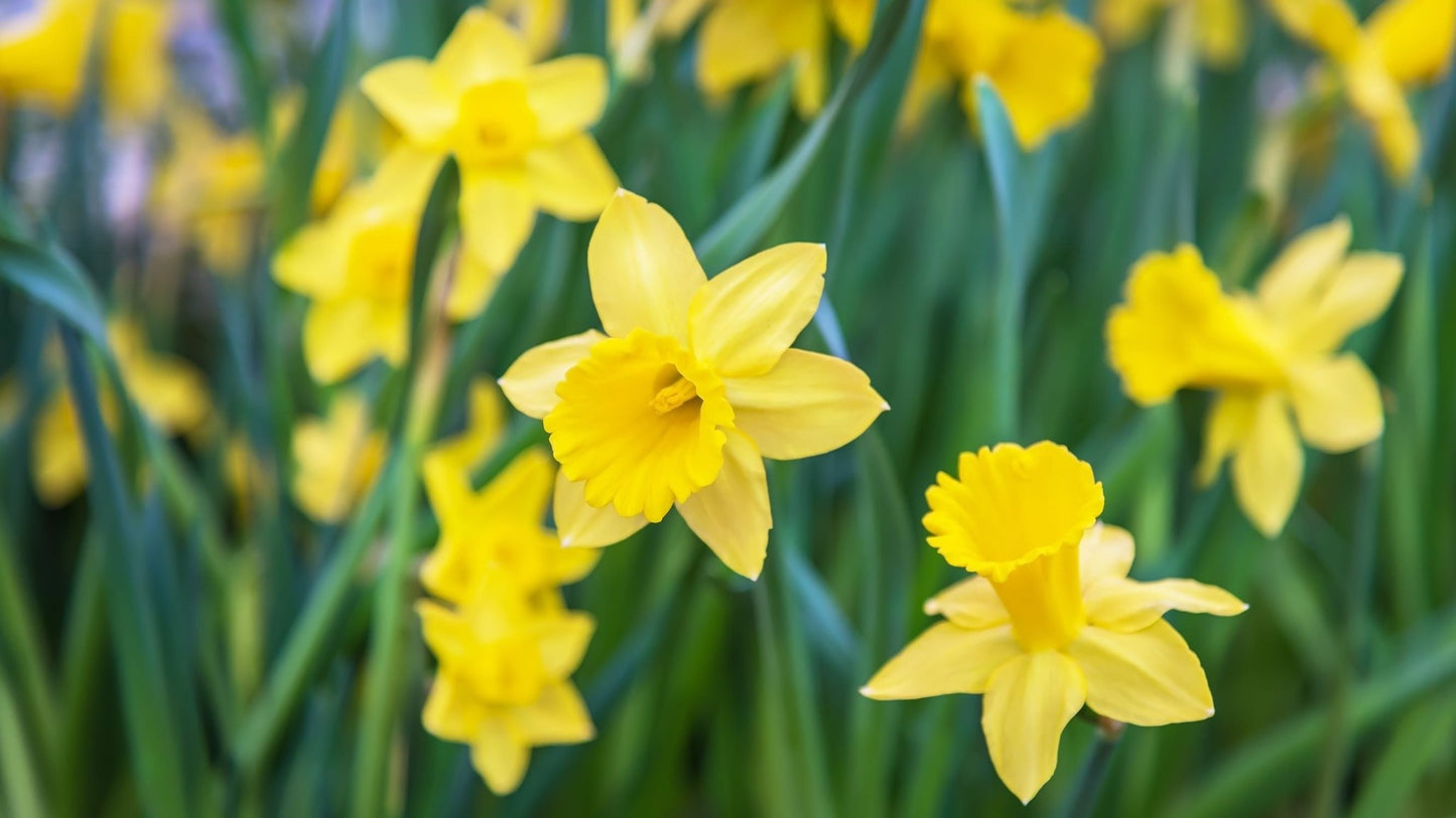 Yellow Daffodil 15 Bulbs - The Irish Gardener Store