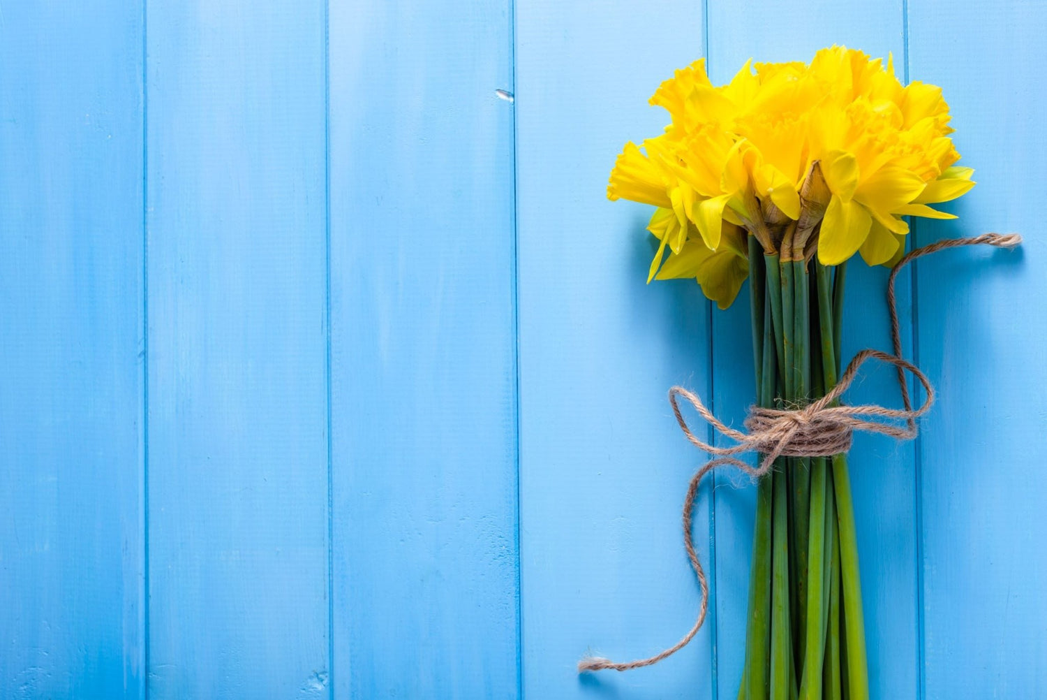 Yellow Daffodil - The Irish Gardener Store