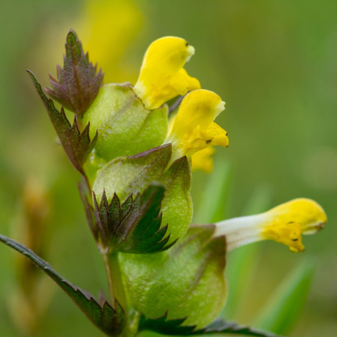 Yellow Rattle - Native Irish Wildflower Seed - The Irish Gardener Store